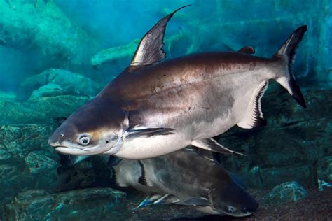 Pangasius .